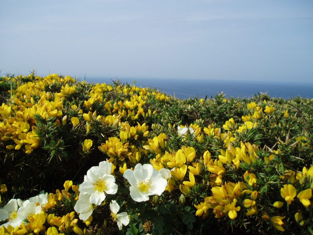 Ajoncs sur les côtes cornouaillaises